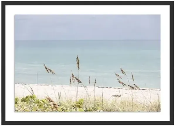 Palm Beach Wild Grass - Palm Beach - Florida Photograph by Carly Tabak - Black