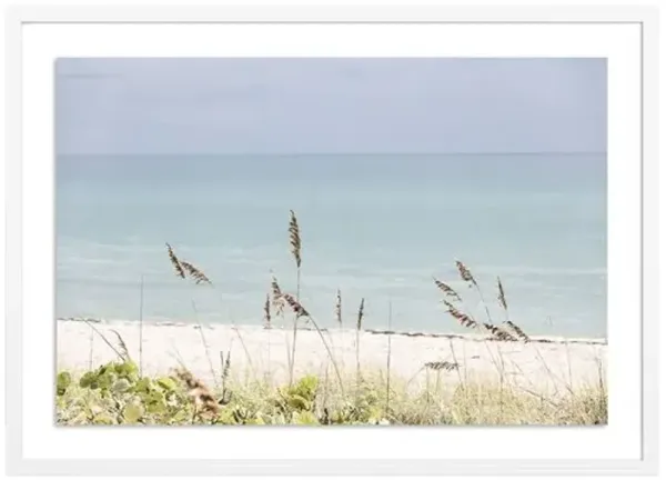 Palm Beach Wild Grass - Palm Beach - Florida Photograph by Carly Tabak - White