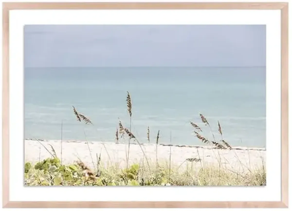 Palm Beach Wild Grass - Palm Beach - Florida by Carly Tabak - Clear