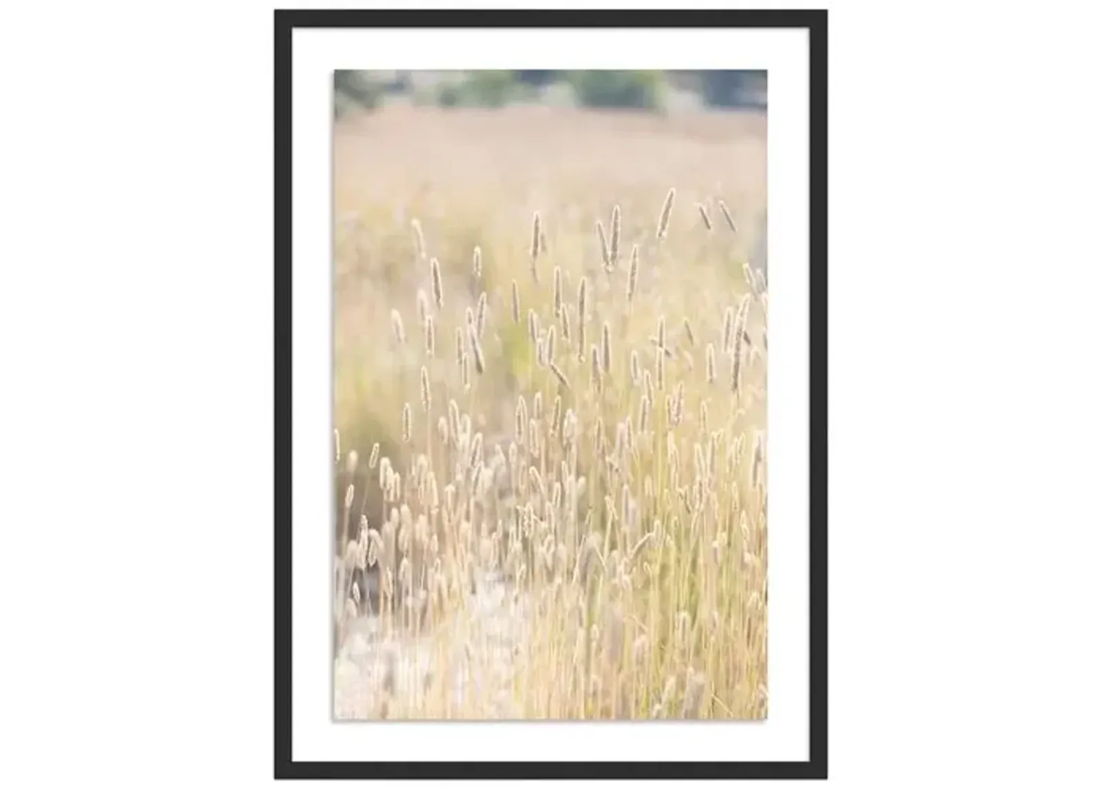 Summer Grass - Mendocino - California by Carly Tabak - Black