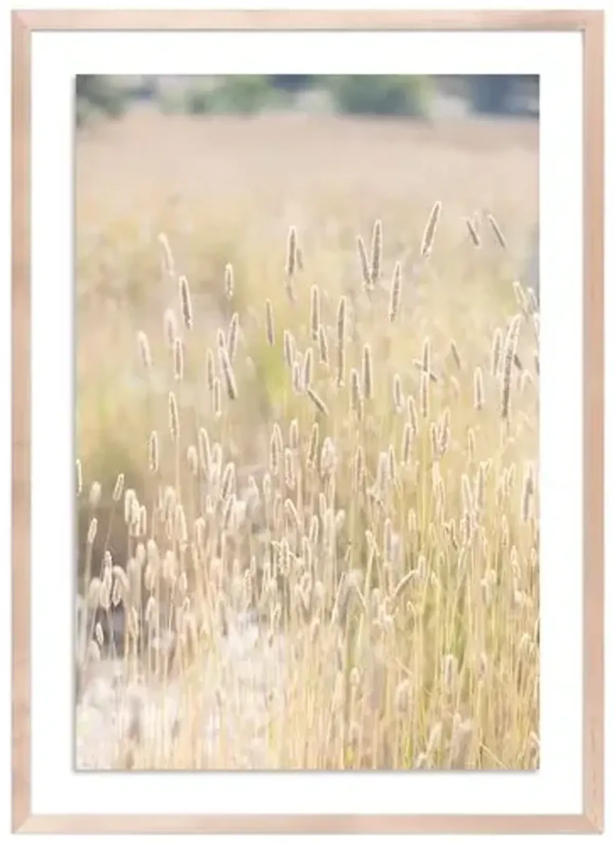 Summer Grass - Mendocino - California by Carly Tabak - Clear