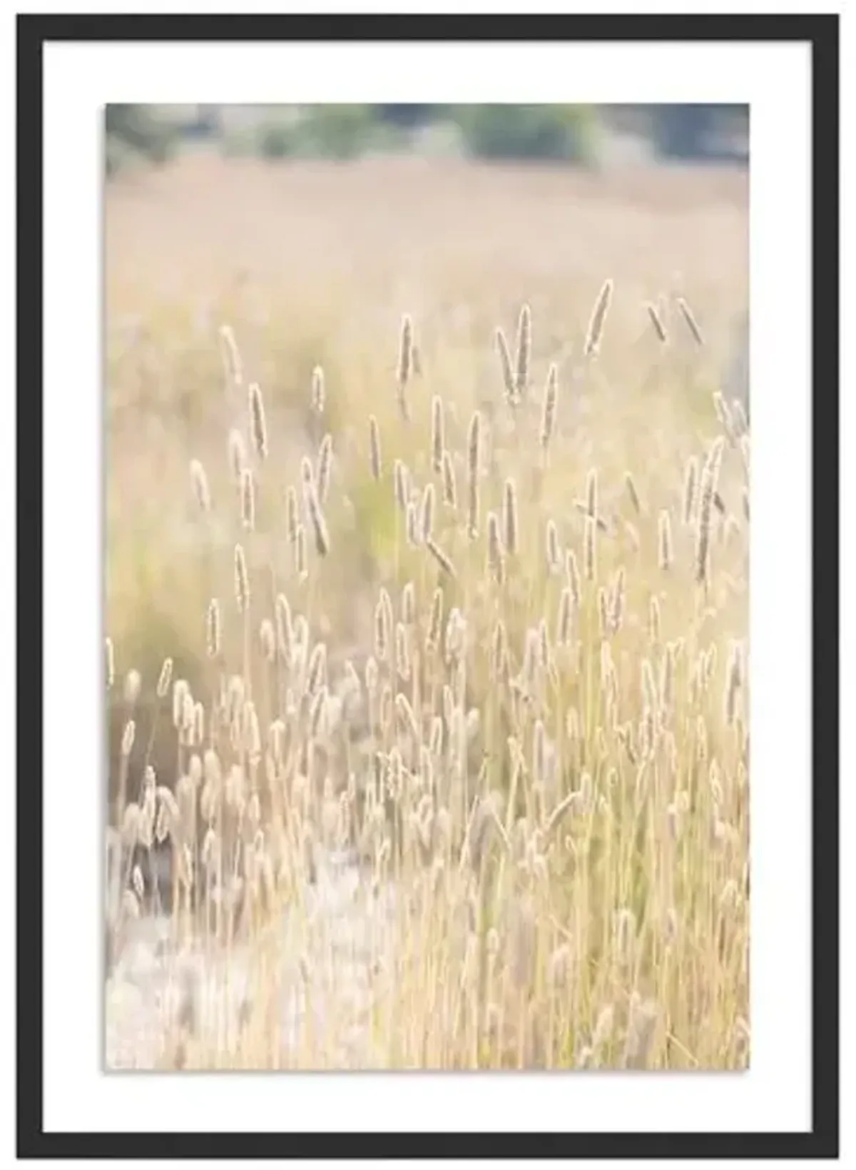 Summer Grass - Mendocino - California by Carly Tabak - Black