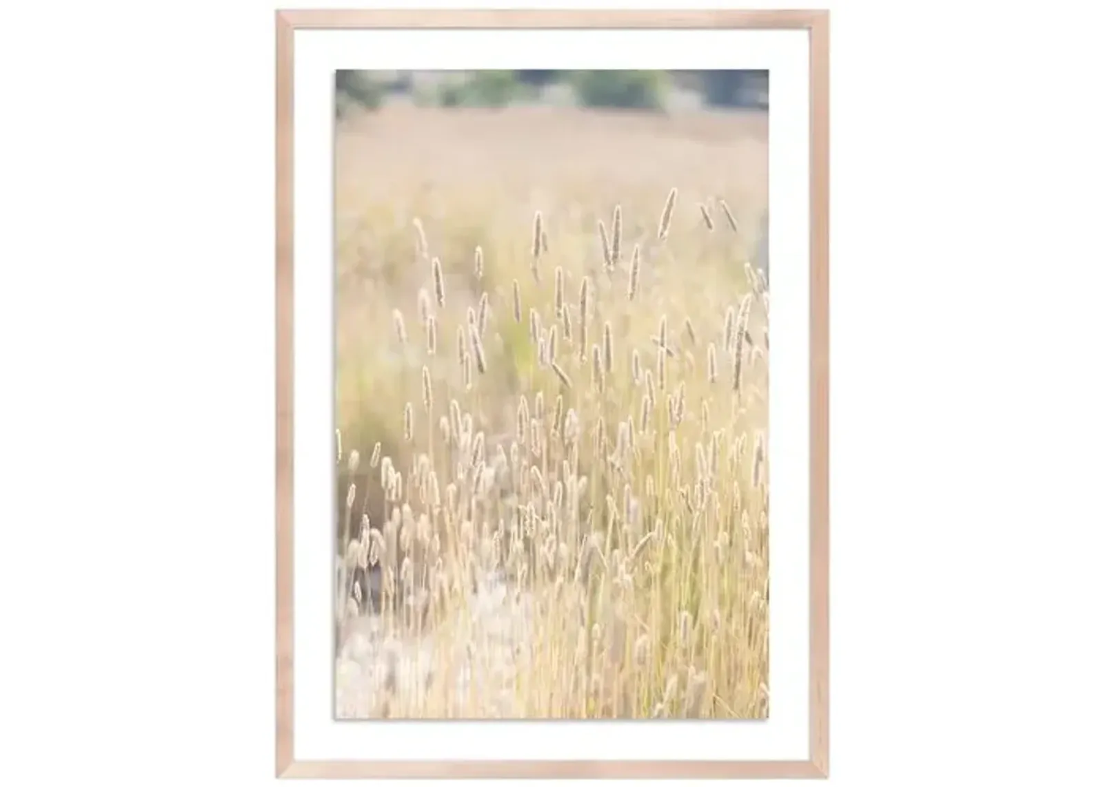 Summer Grass - Mendocino - California by Carly Tabak - Clear