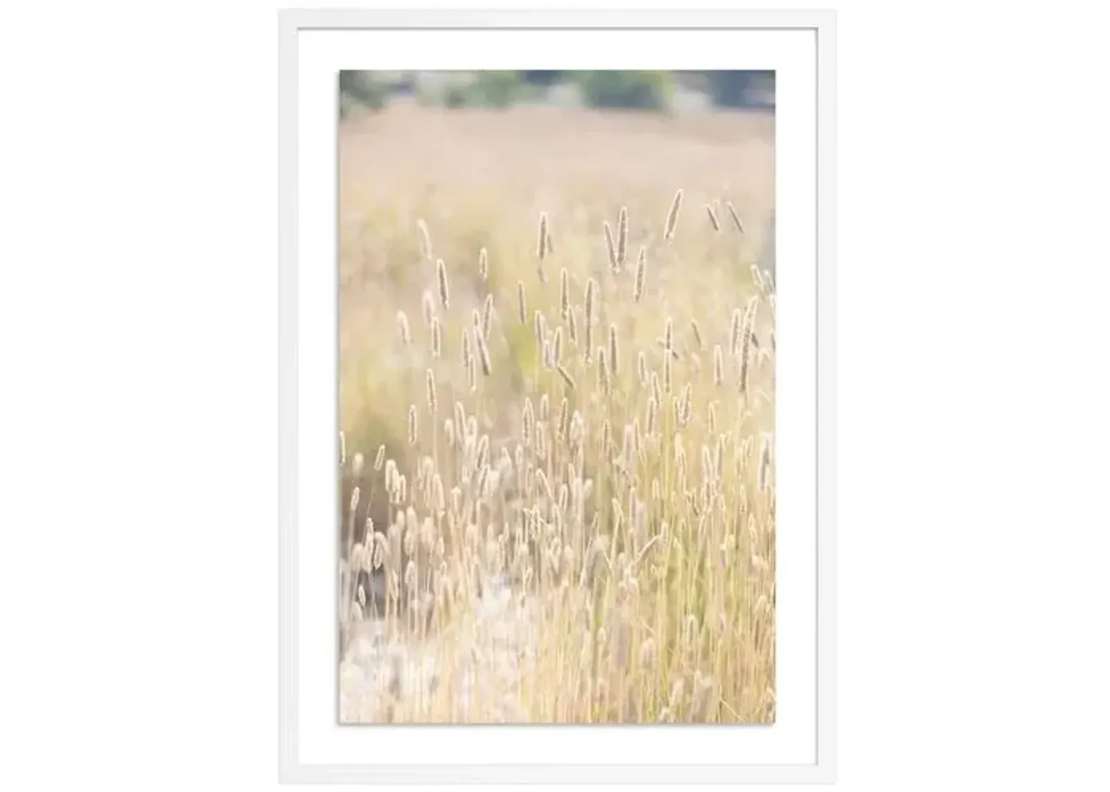 Summer Grass - Mendocino - California by Carly Tabak - White