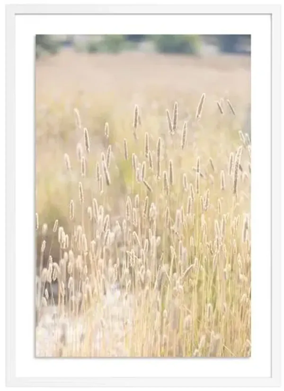 Summer Grass - Mendocino - California by Carly Tabak - White