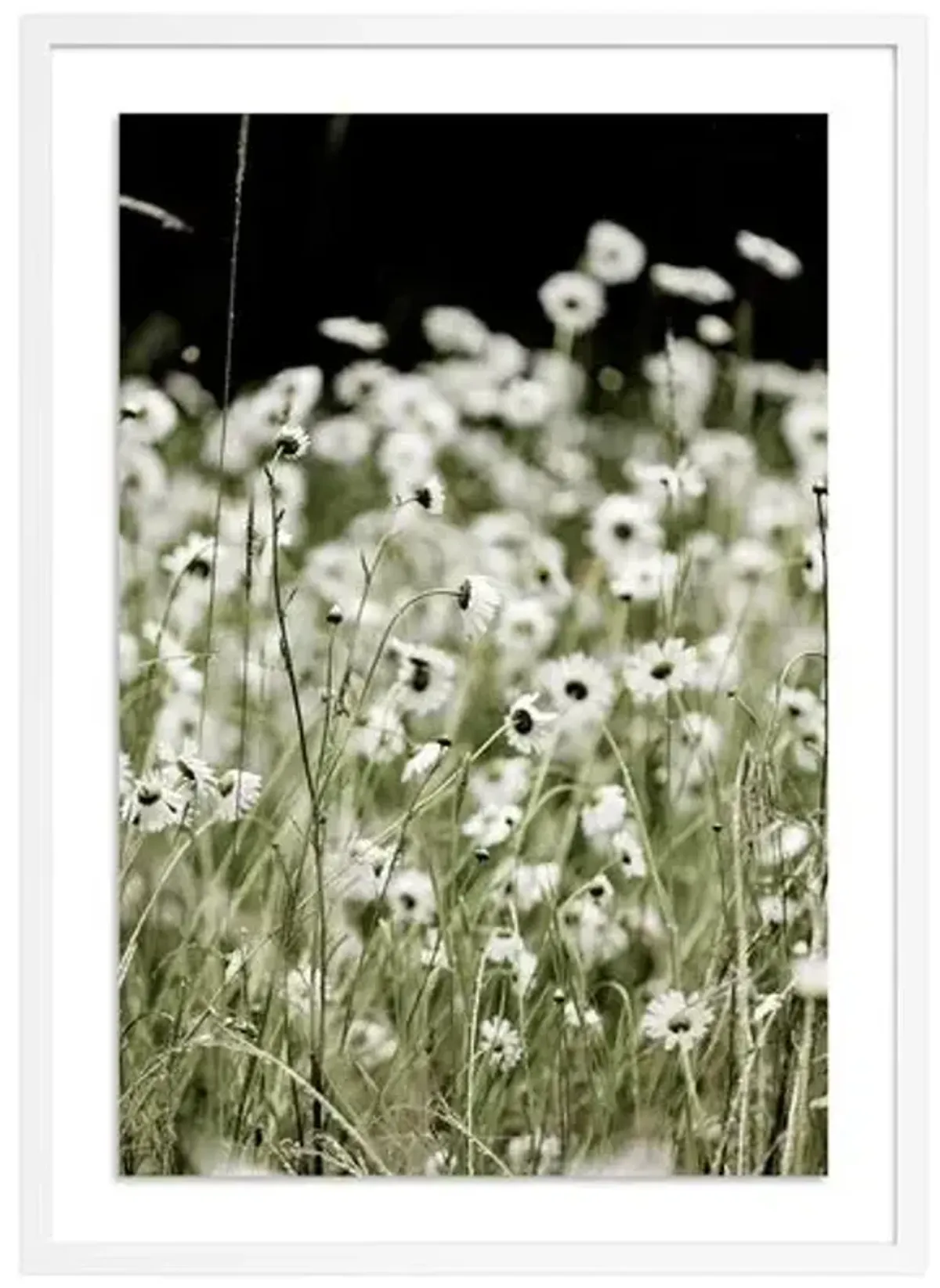 Wildflowers - Mendocino - California by Carly Tabak - White