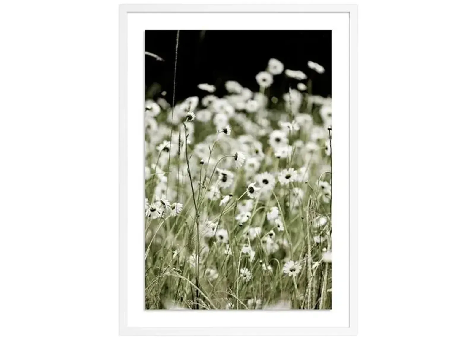 Wildflowers - Mendocino - California by Carly Tabak - White