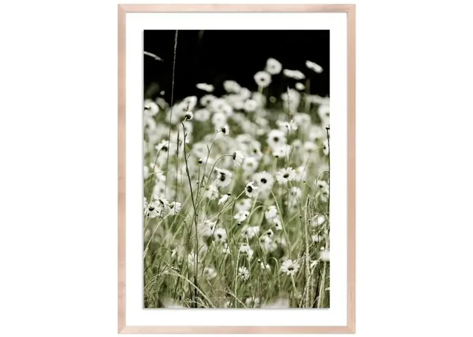 Wildflowers - Mendocino - California by Carly Tabak - Clear