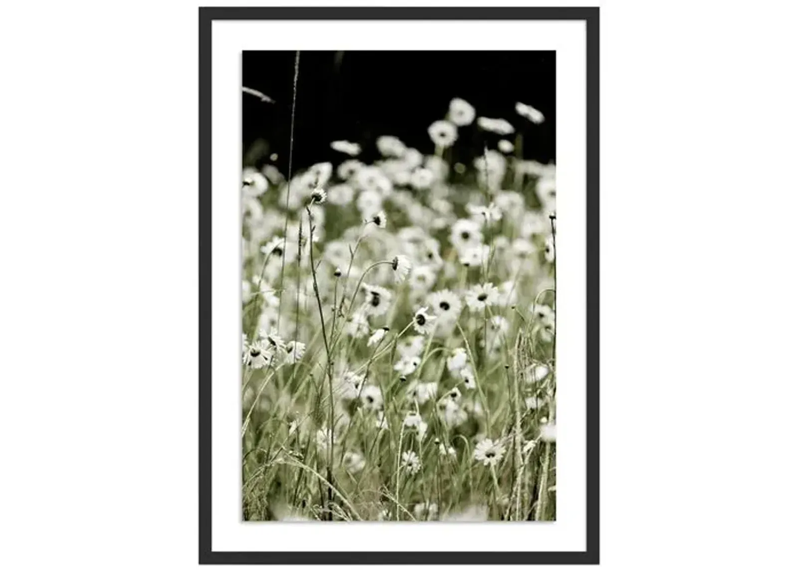 Wildflowers - Mendocino - California by Carly Tabak - Black