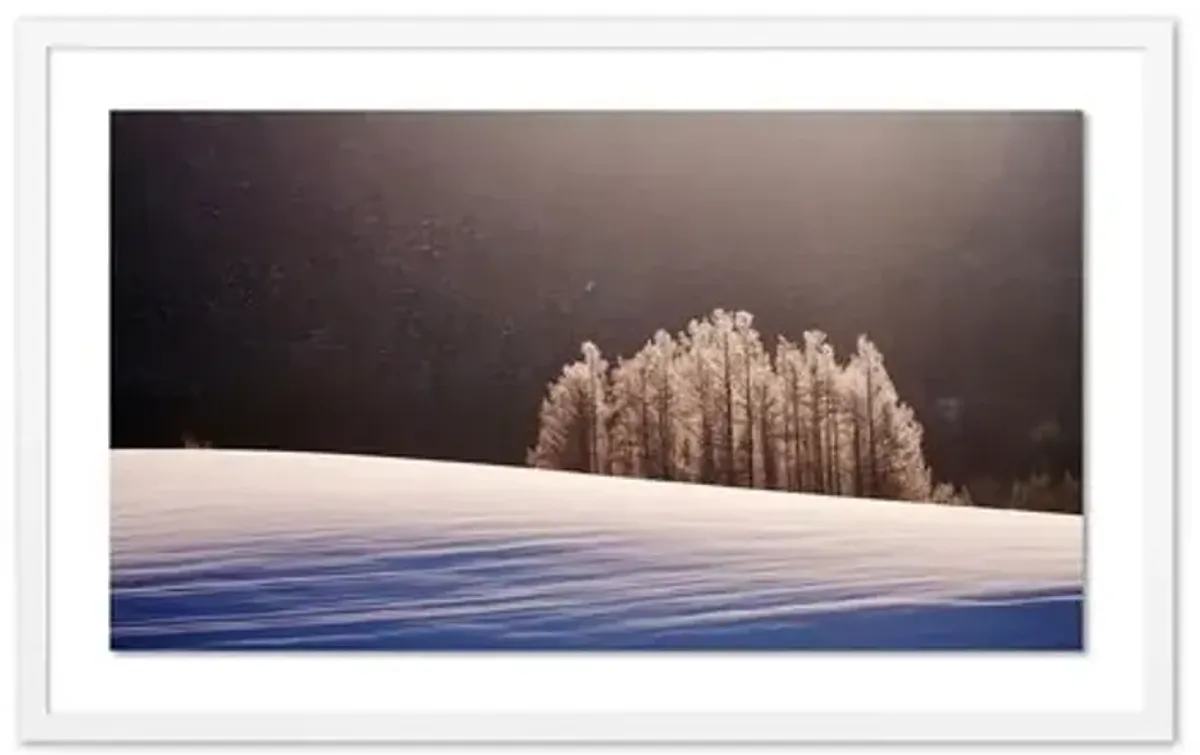 Pascal Shirley - Hokkaido Trees Panorama - White