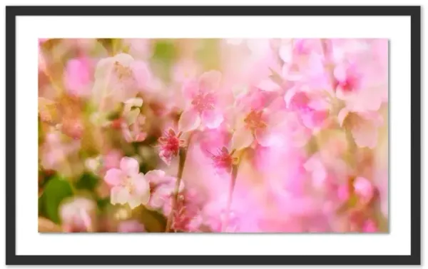 Pascal Shirley, Peach Blossoms