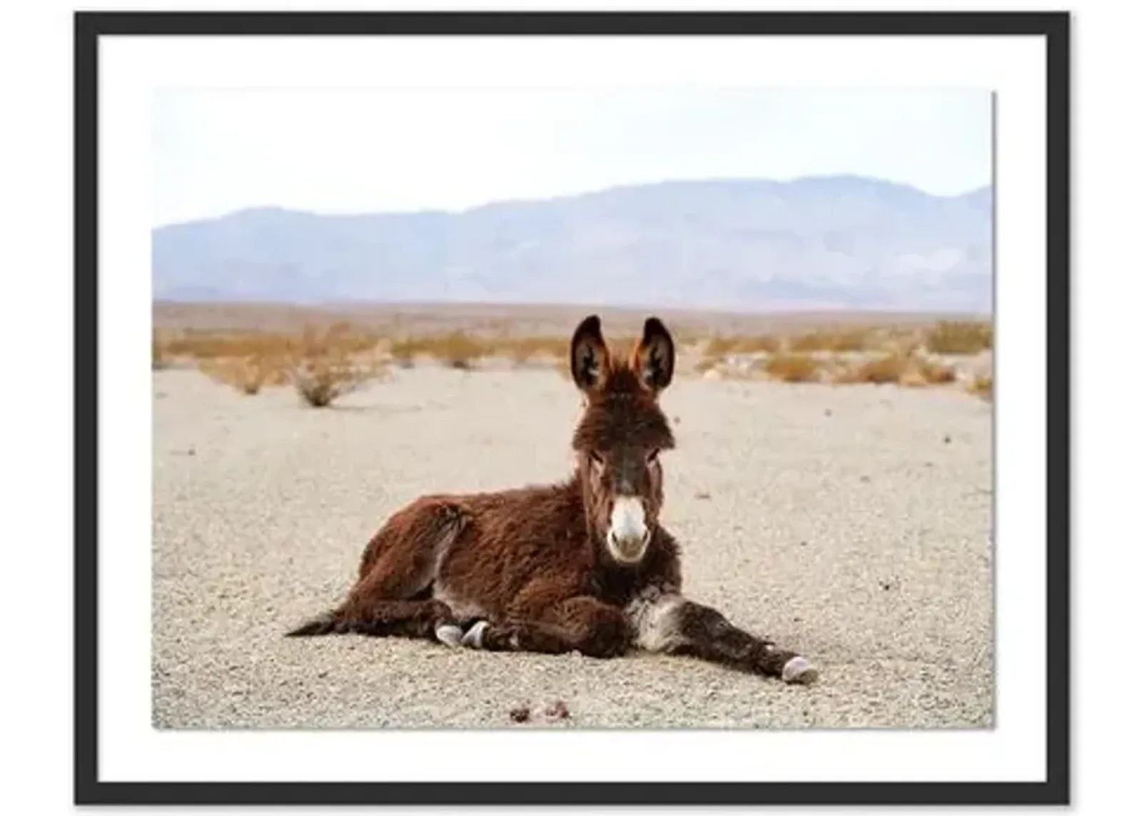 Pascal Shirley - Wild Burro Death Valley - Black