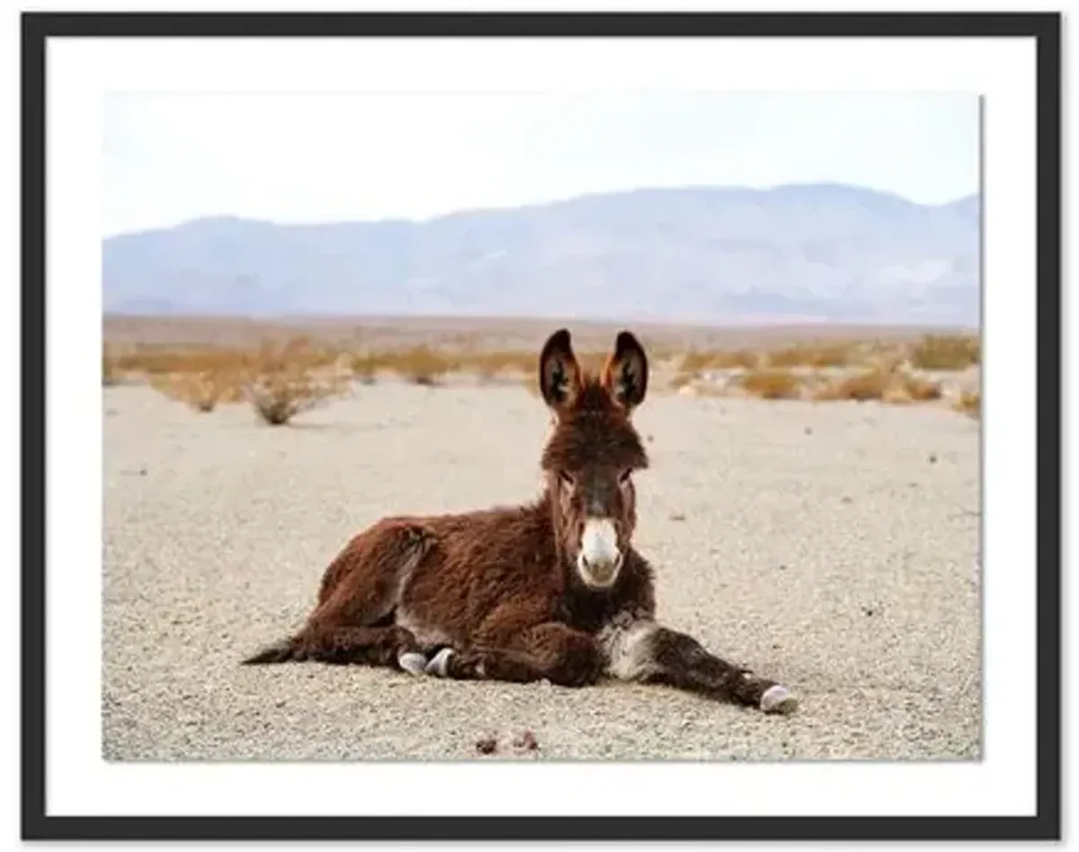 Pascal Shirley - Wild Burro Death Valley - Black