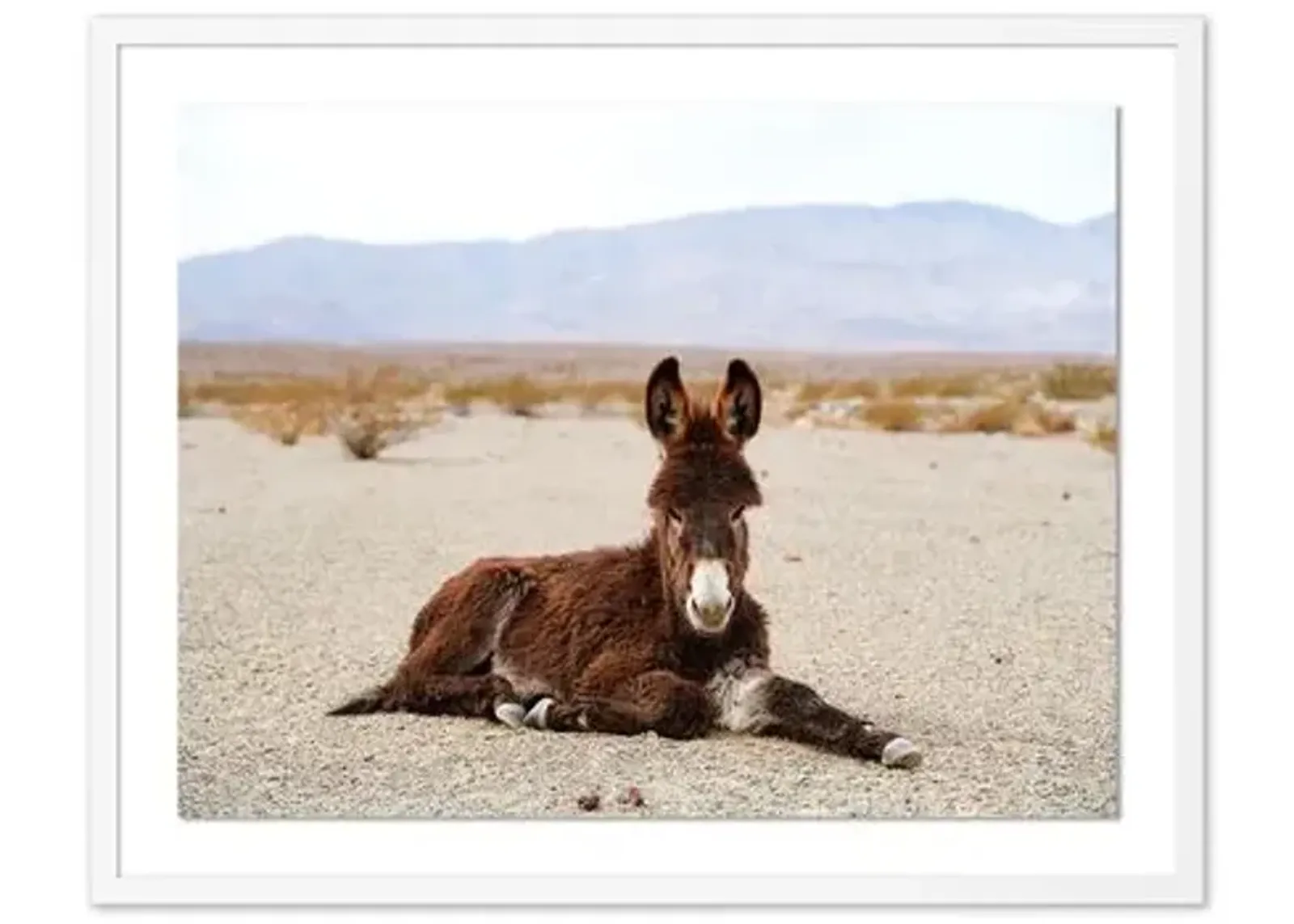 Pascal Shirley - Wild Burro Death Valley - White