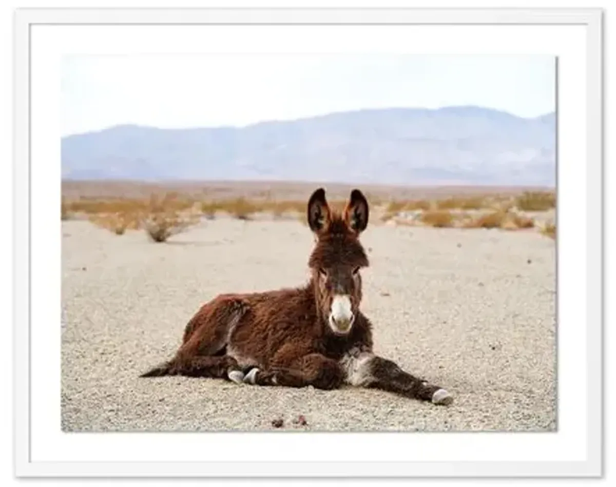 Pascal Shirley - Wild Burro Death Valley - White