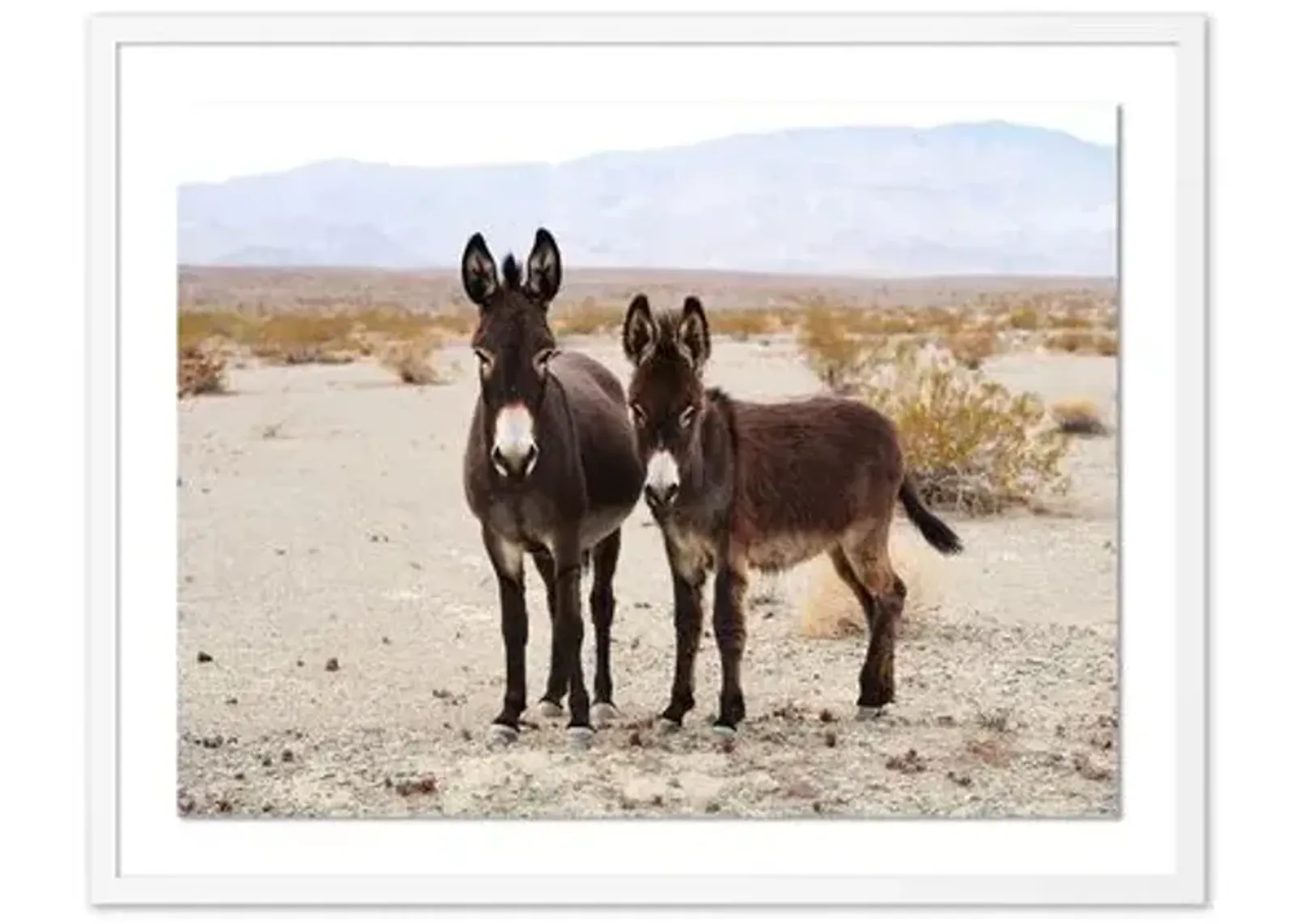 Pascal Shirley - Wild Burros Death Valley - White