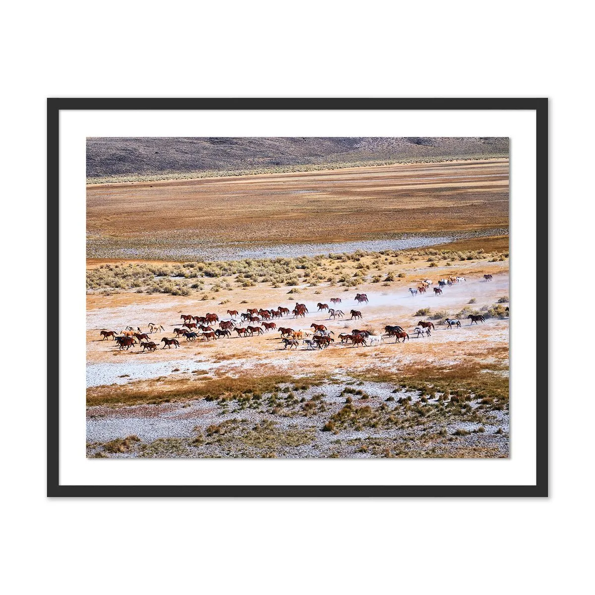 Pascal Shirley, Wild Mustangs California #2