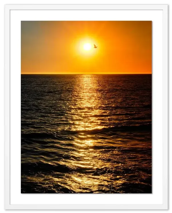 Pascal Shirley, Sunset Seagull