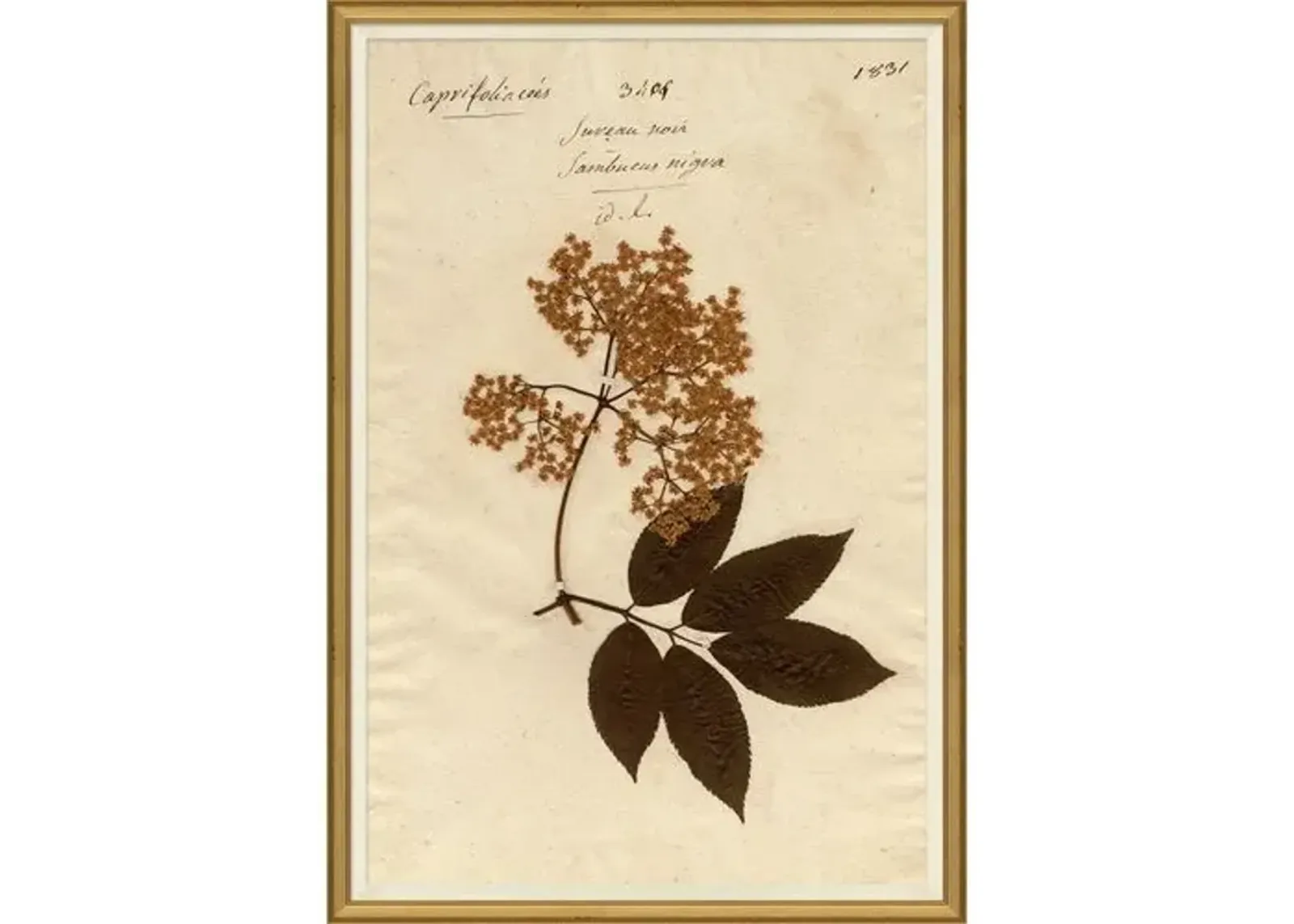 Herbarium 9 - Brown