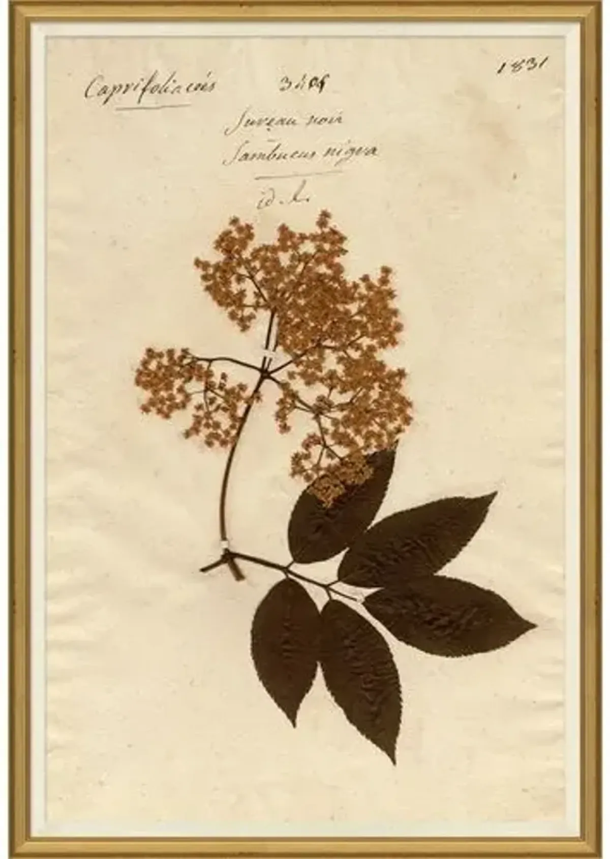 Herbarium 9 - Brown