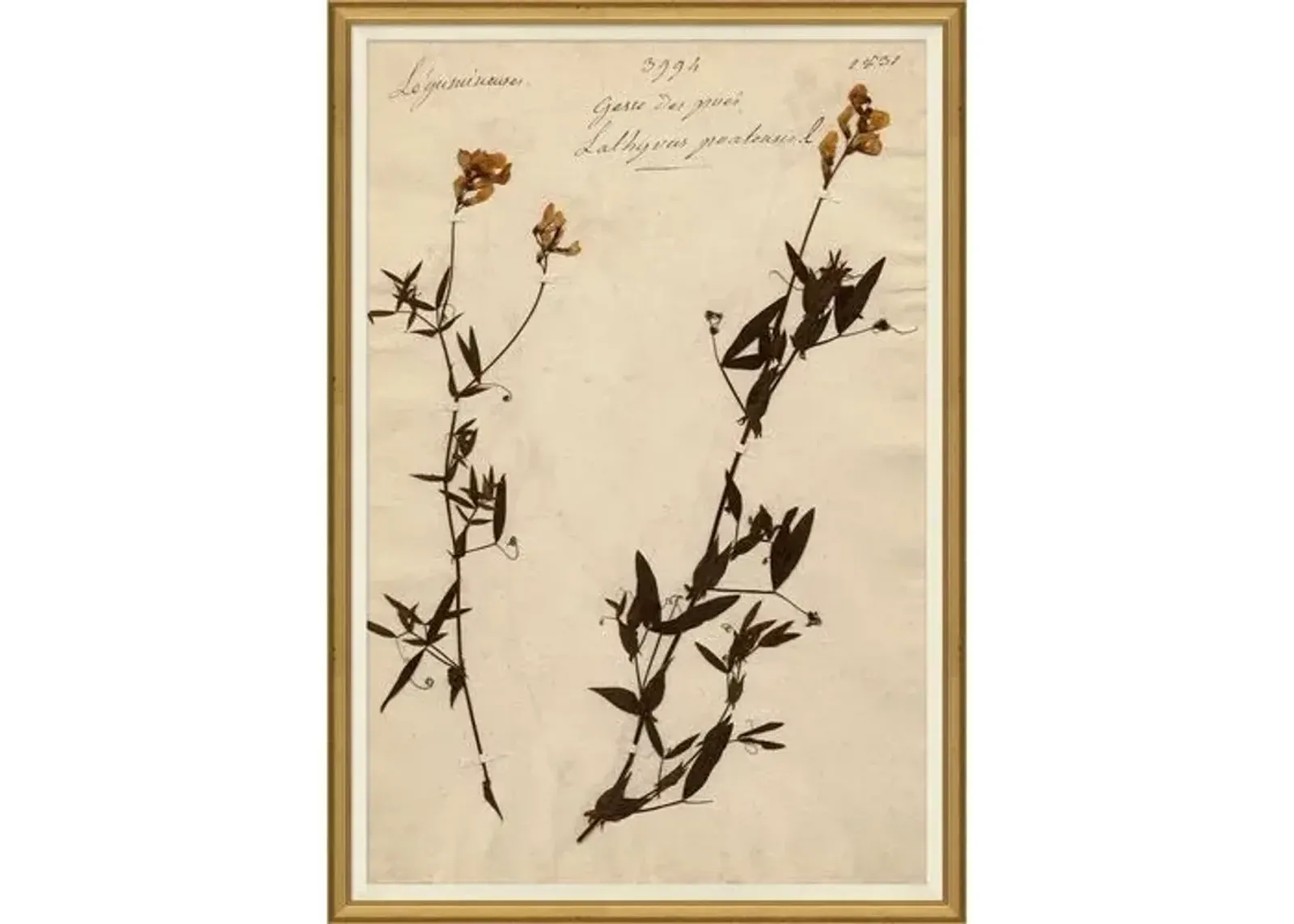 Herbarium 11 - Brown