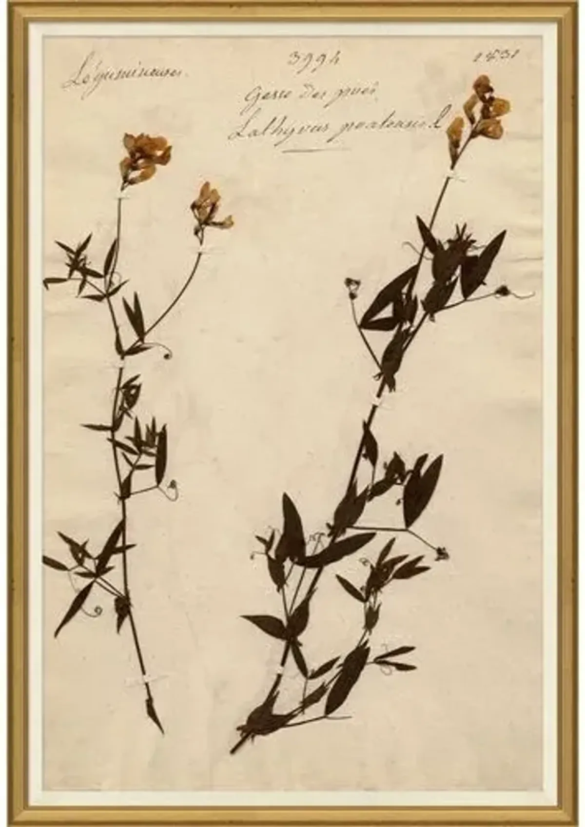 Herbarium 11 - Brown