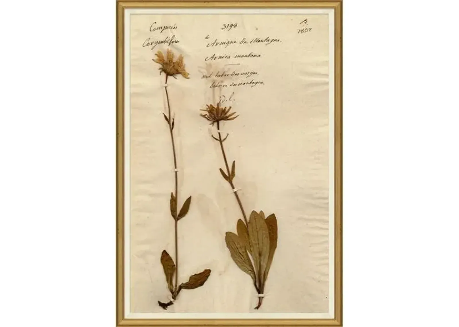 Herbarium 12 - Brown