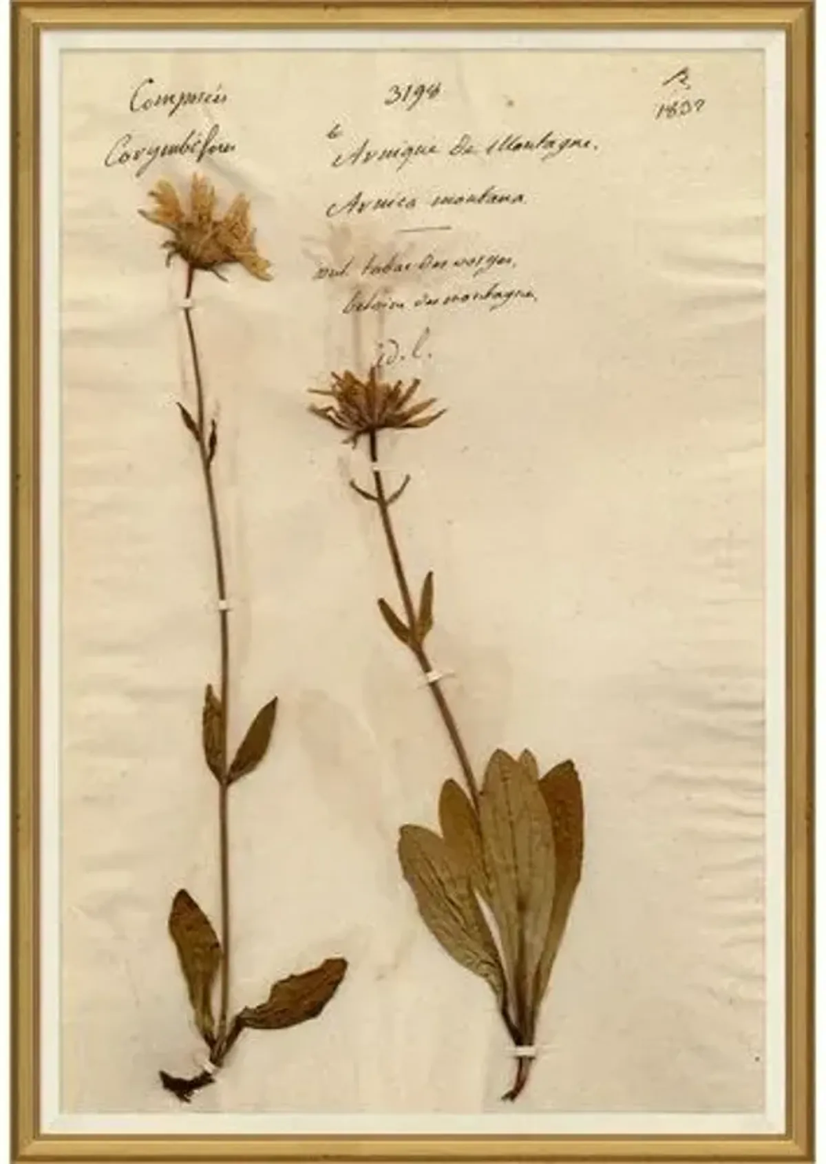 Herbarium 12 - Brown