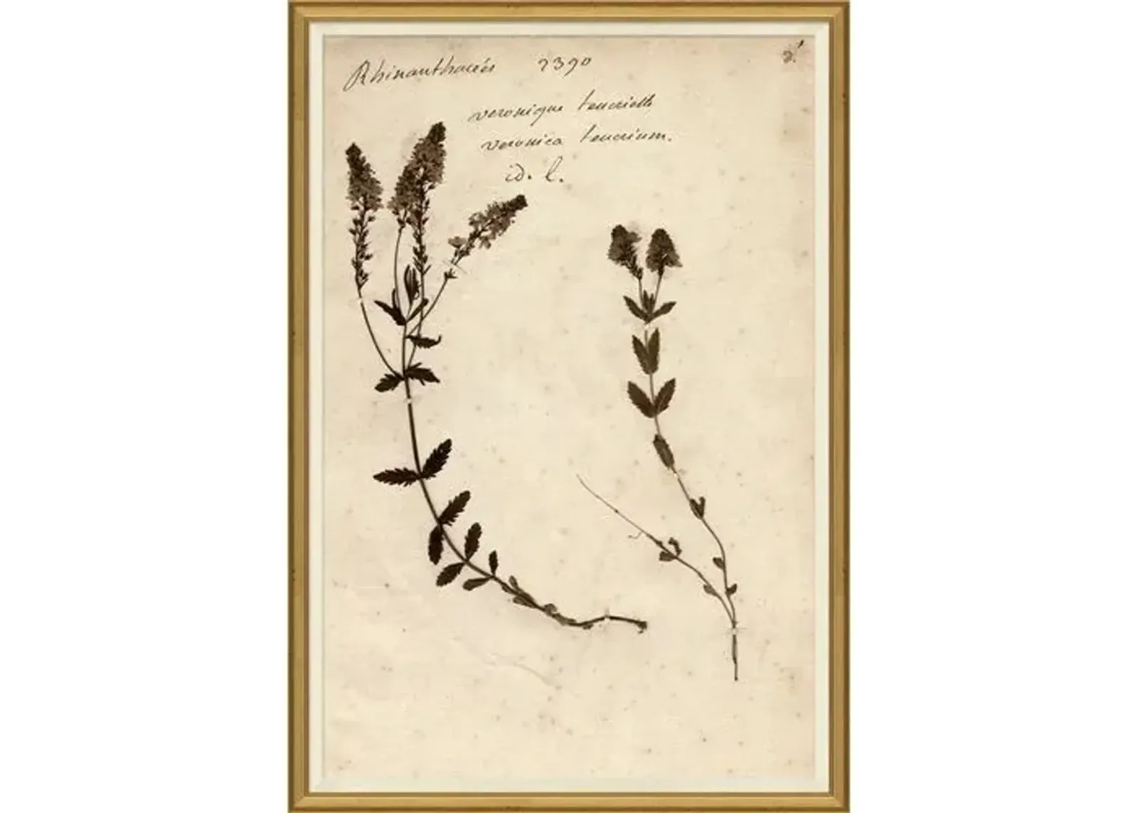 Herbarium - Brown