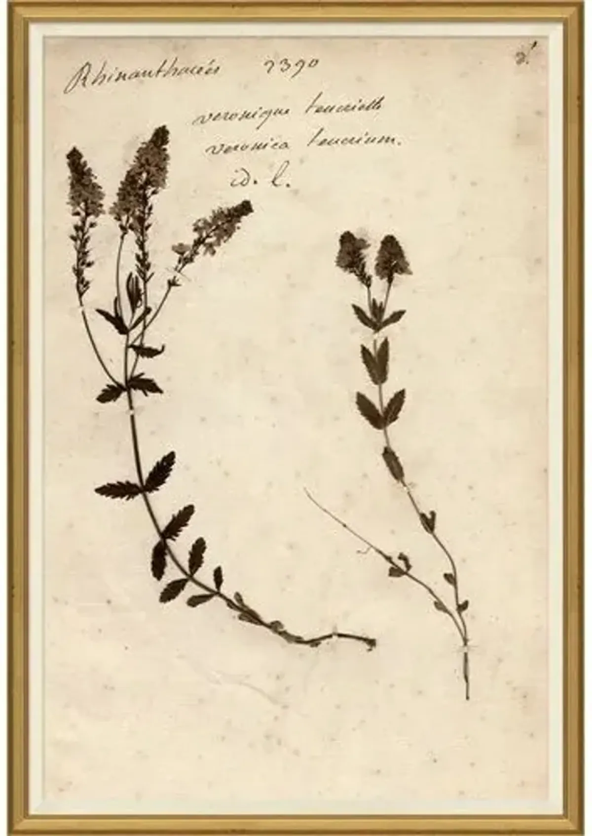 Herbarium - Brown