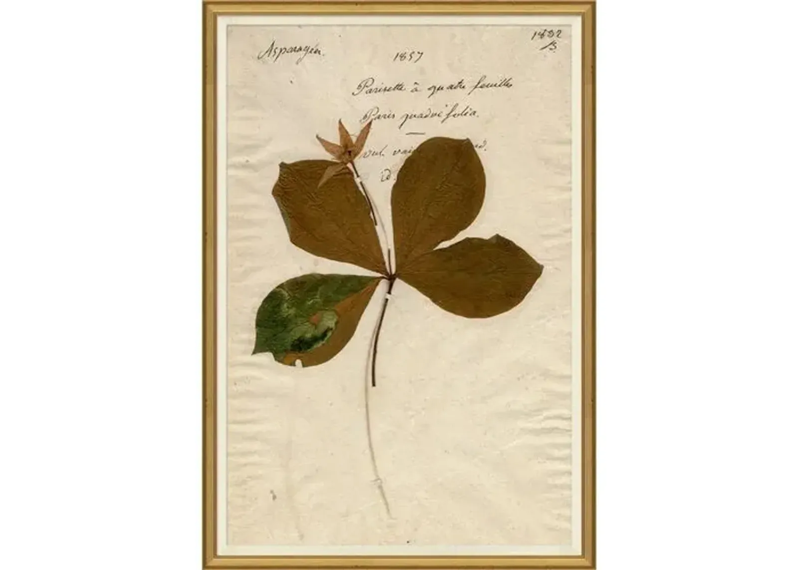 Herbarium 2 - Brown