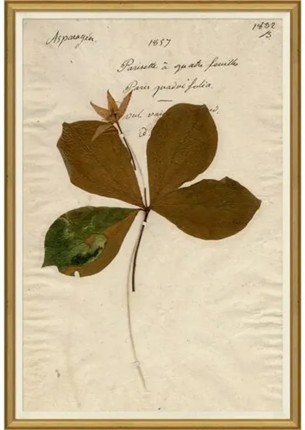 Herbarium 2 - Brown