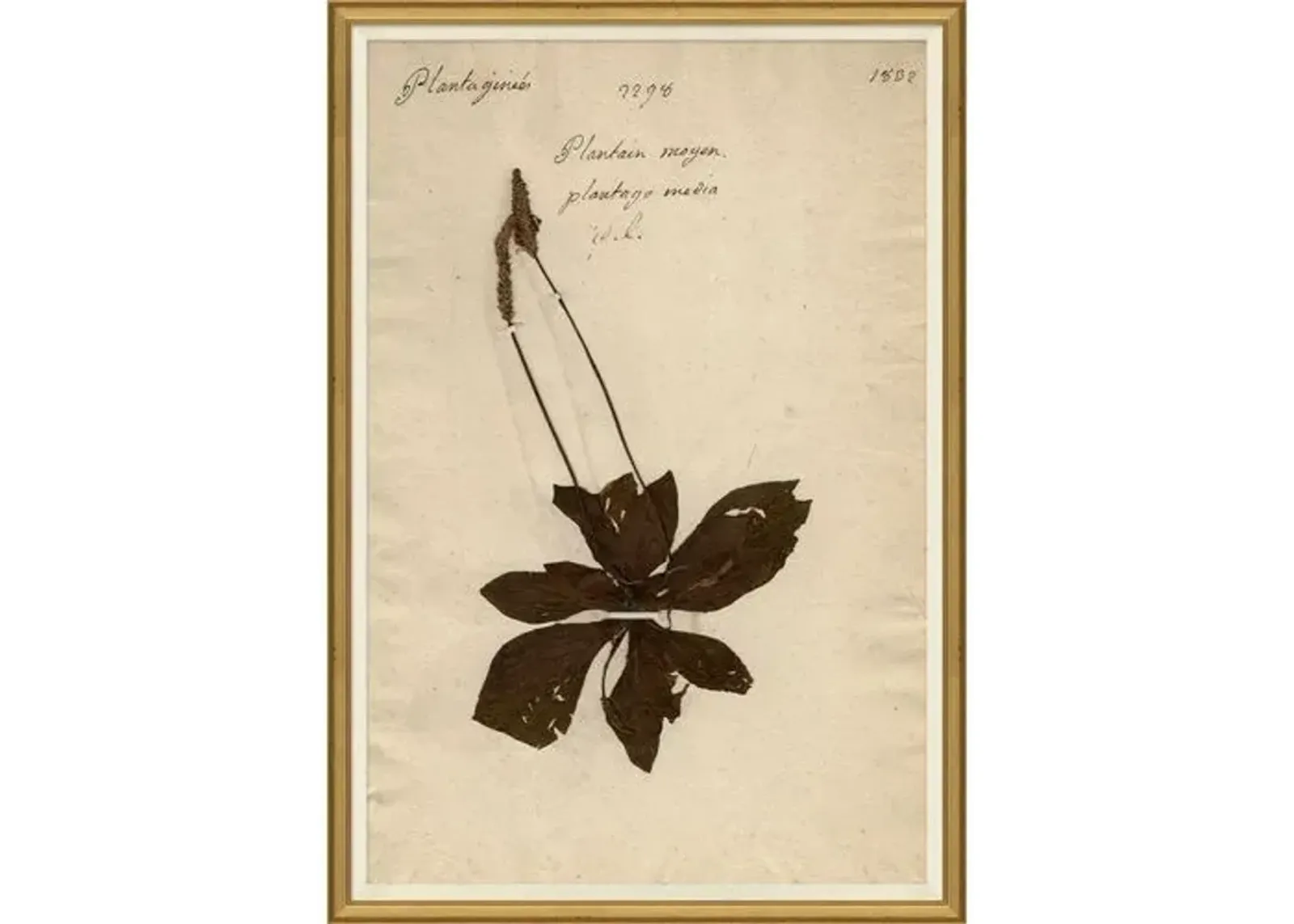 Herbarium 3 - Brown