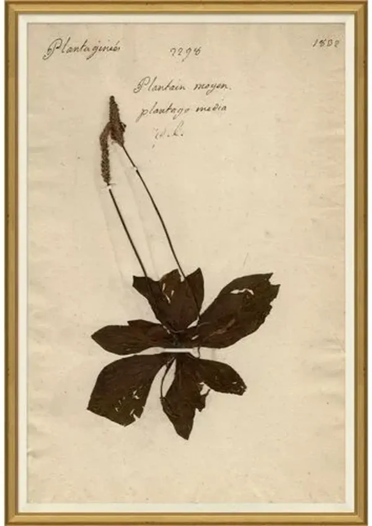 Herbarium 3 - Brown