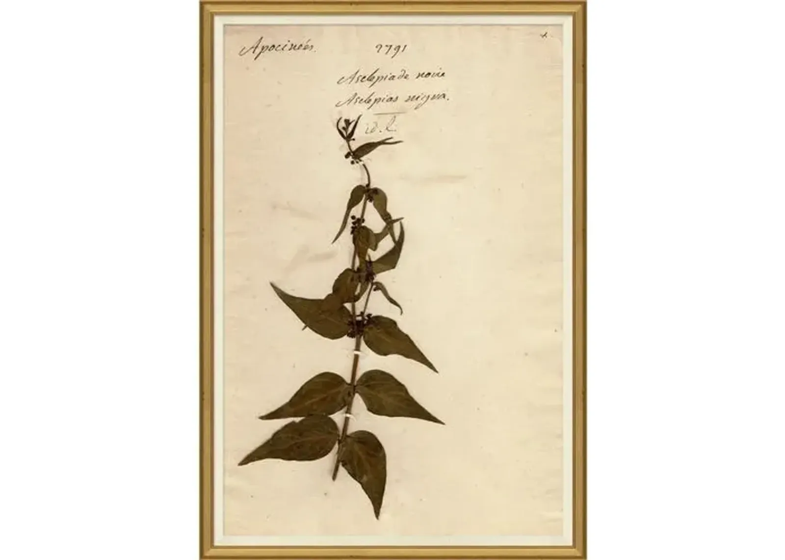 Herbarium 4 - Brown