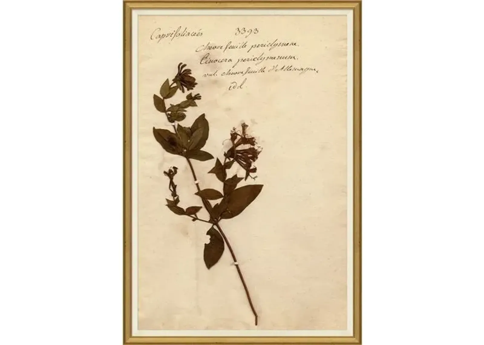 Herbarium 5 - Brown