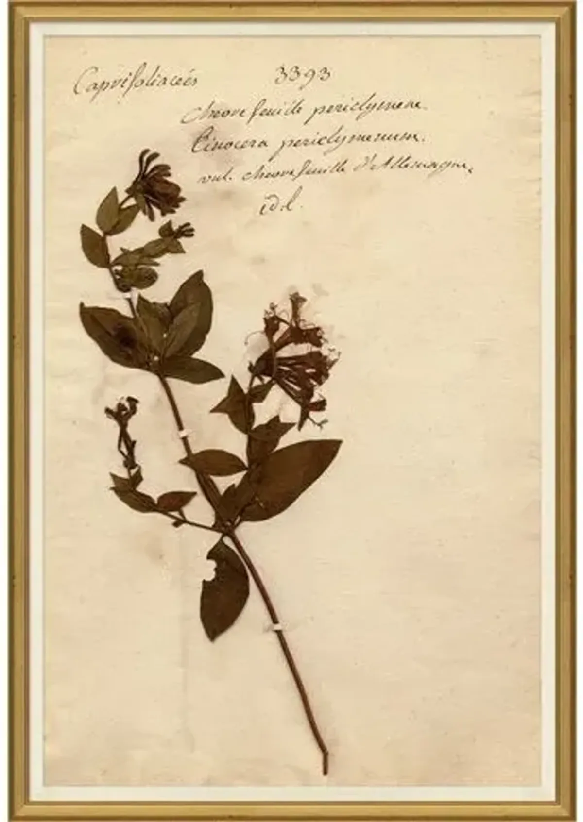 Herbarium 5 - Brown