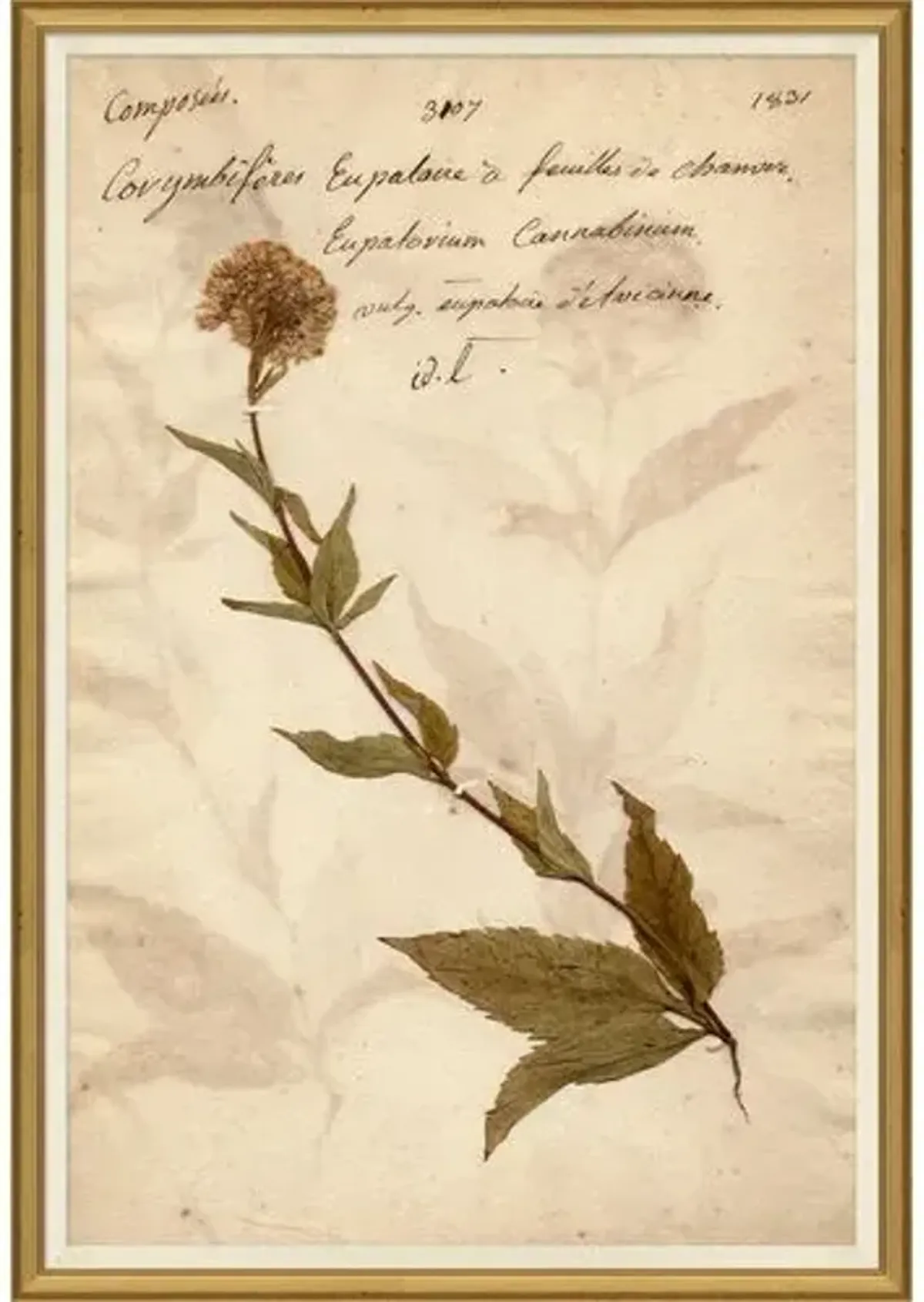 Herbarium 6 - Brown