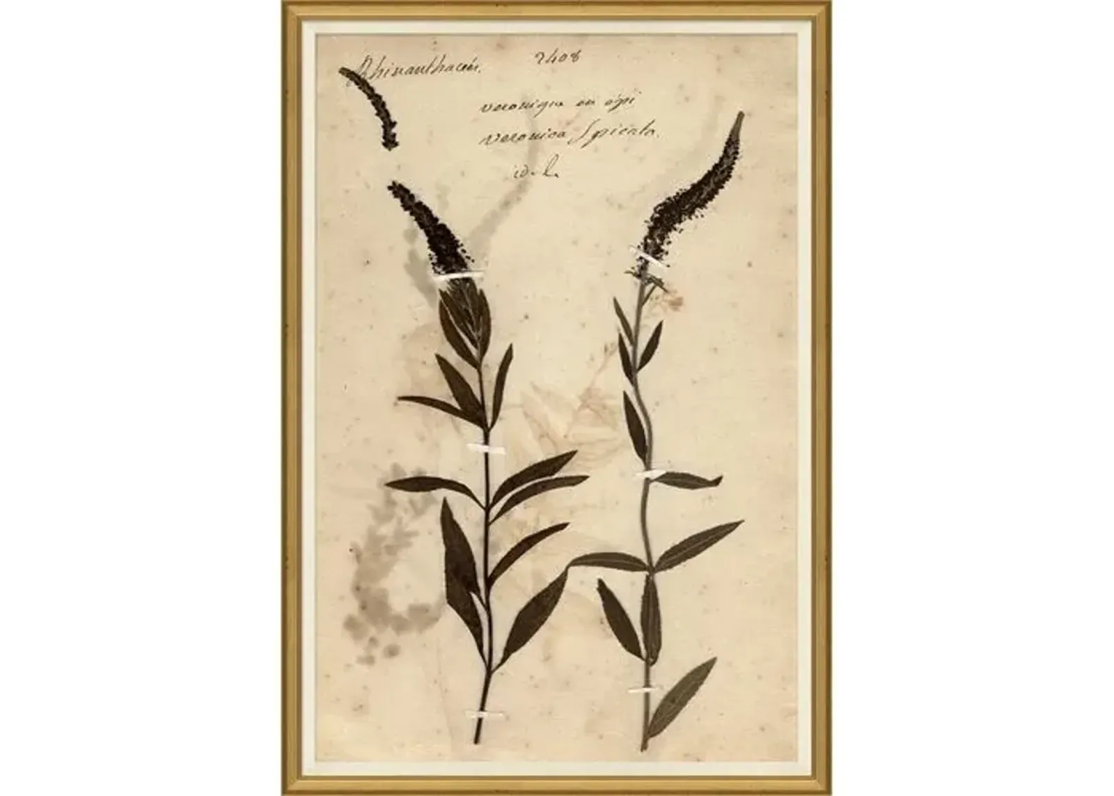 Herbarium 7 - Brown