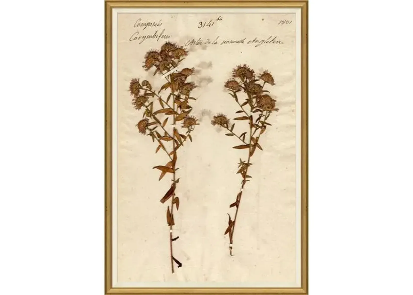 Herbarium 10 - Brown