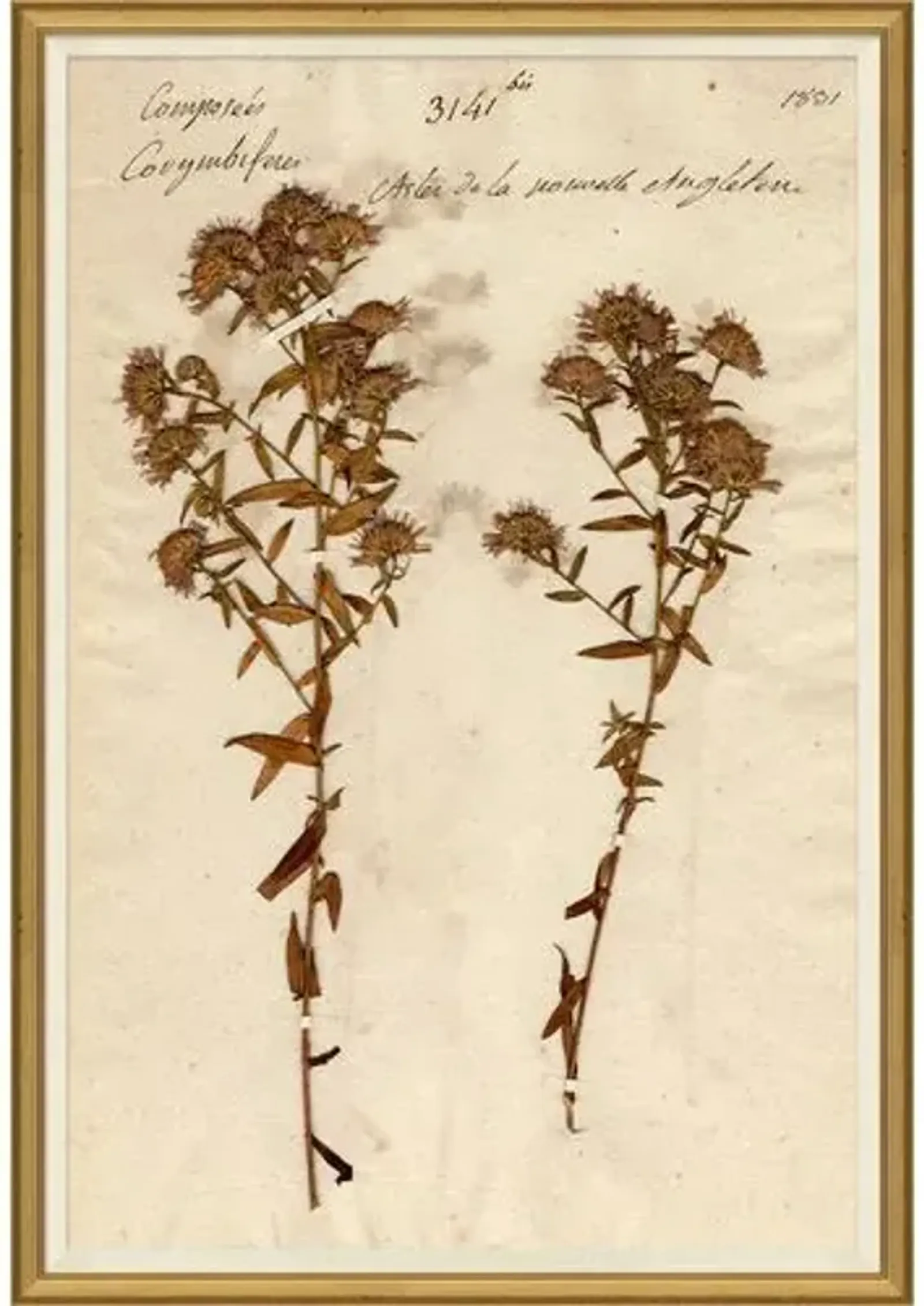 Herbarium 10 - Brown