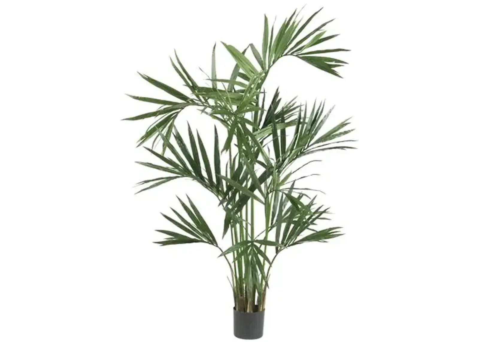 6ft. Kentia Palm Silk Tree - Green