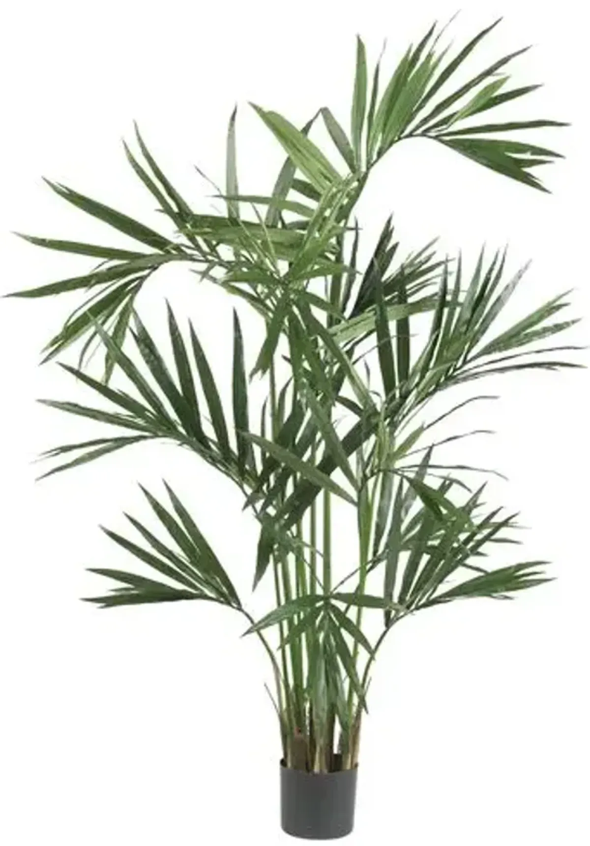 6ft. Kentia Palm Silk Tree - Green