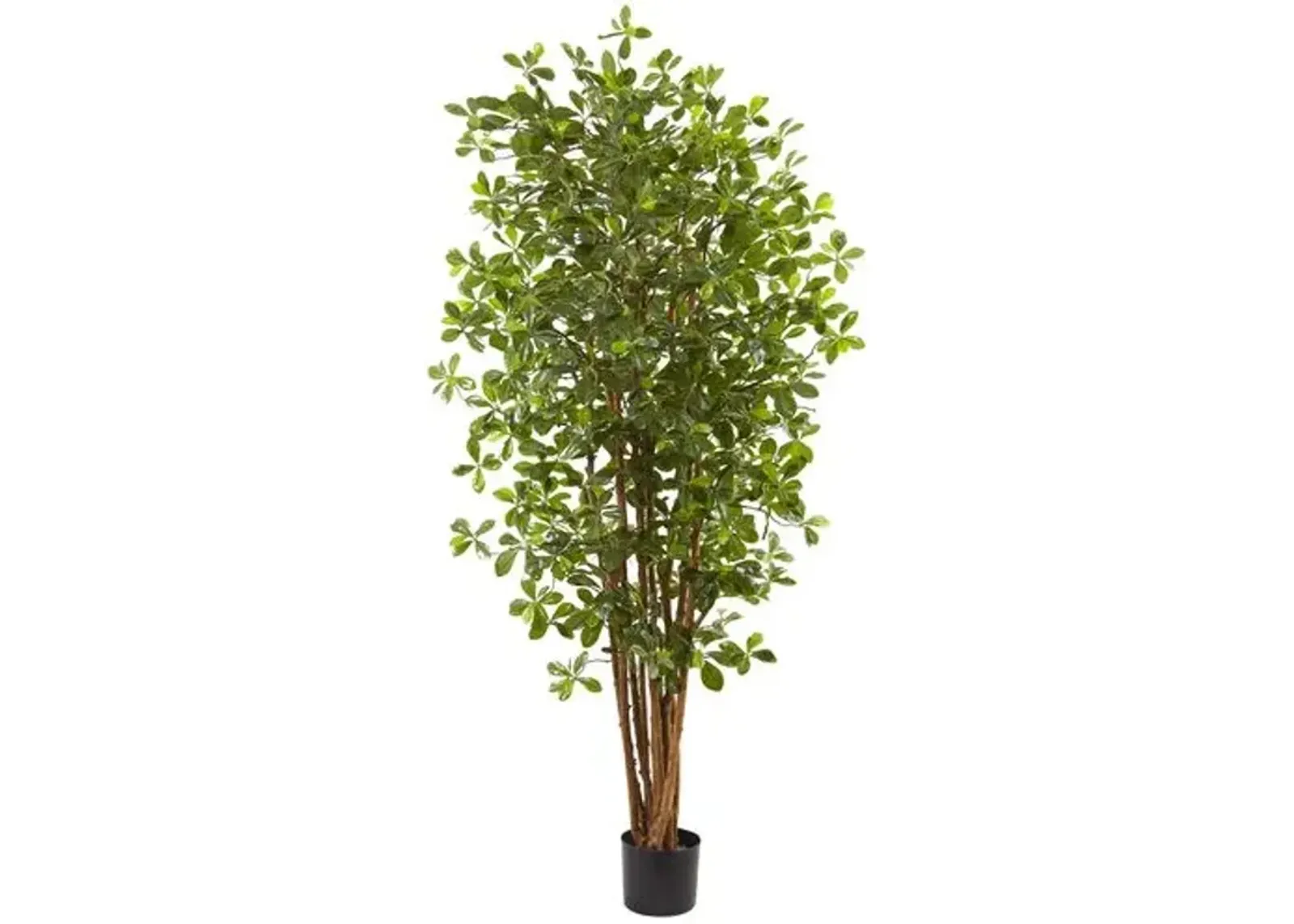 6ft. Black Olive Silk Tree - Green