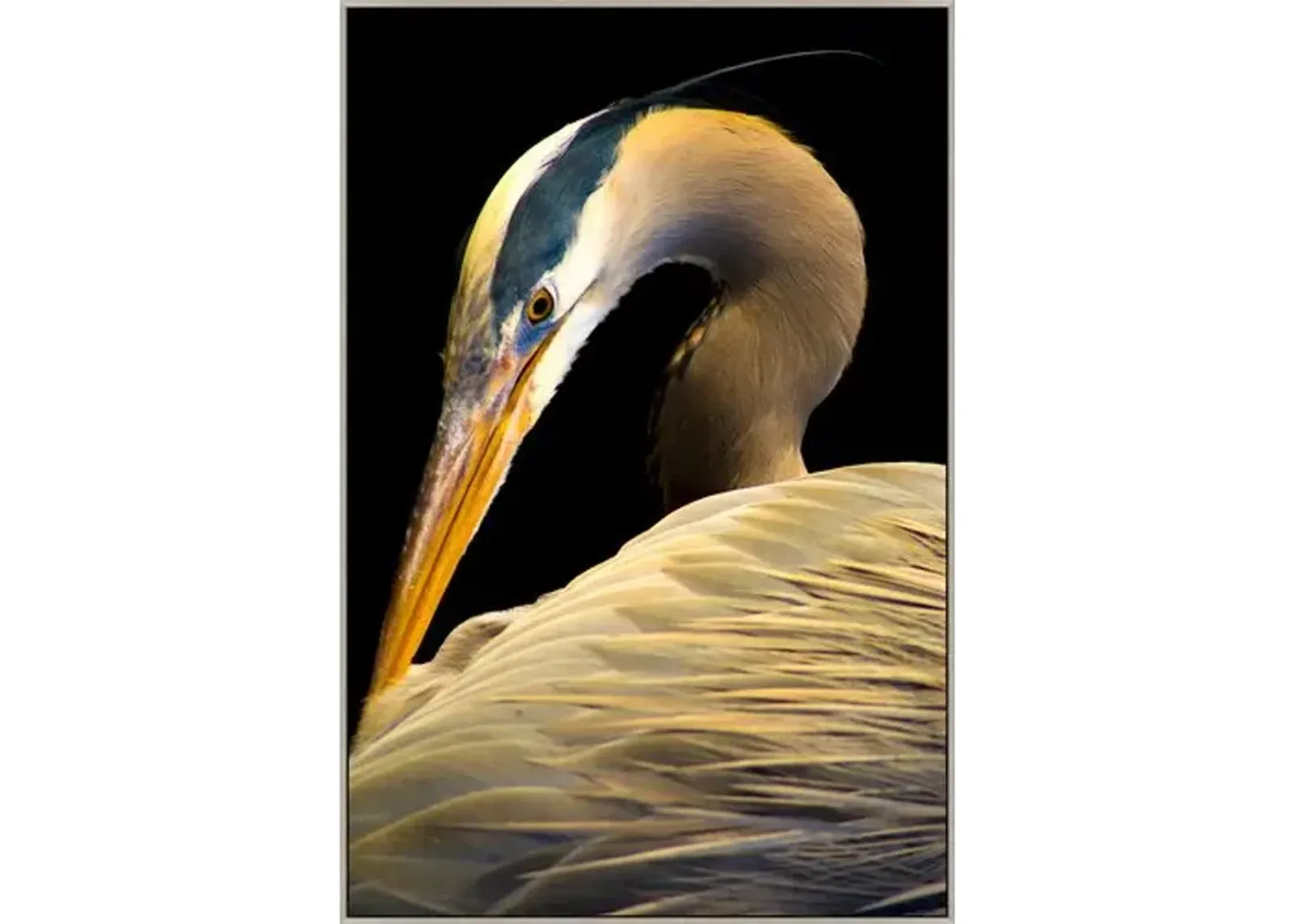 Portrait of the Heron - Black