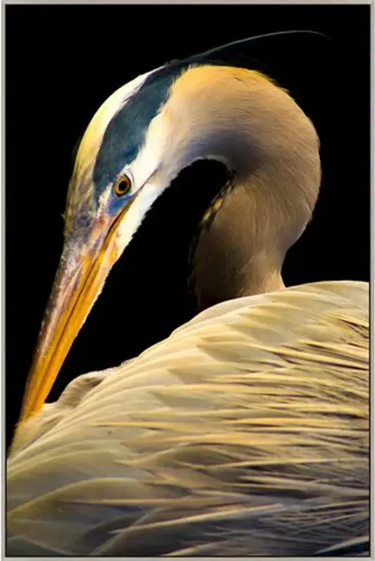 Portrait of the Heron - Black