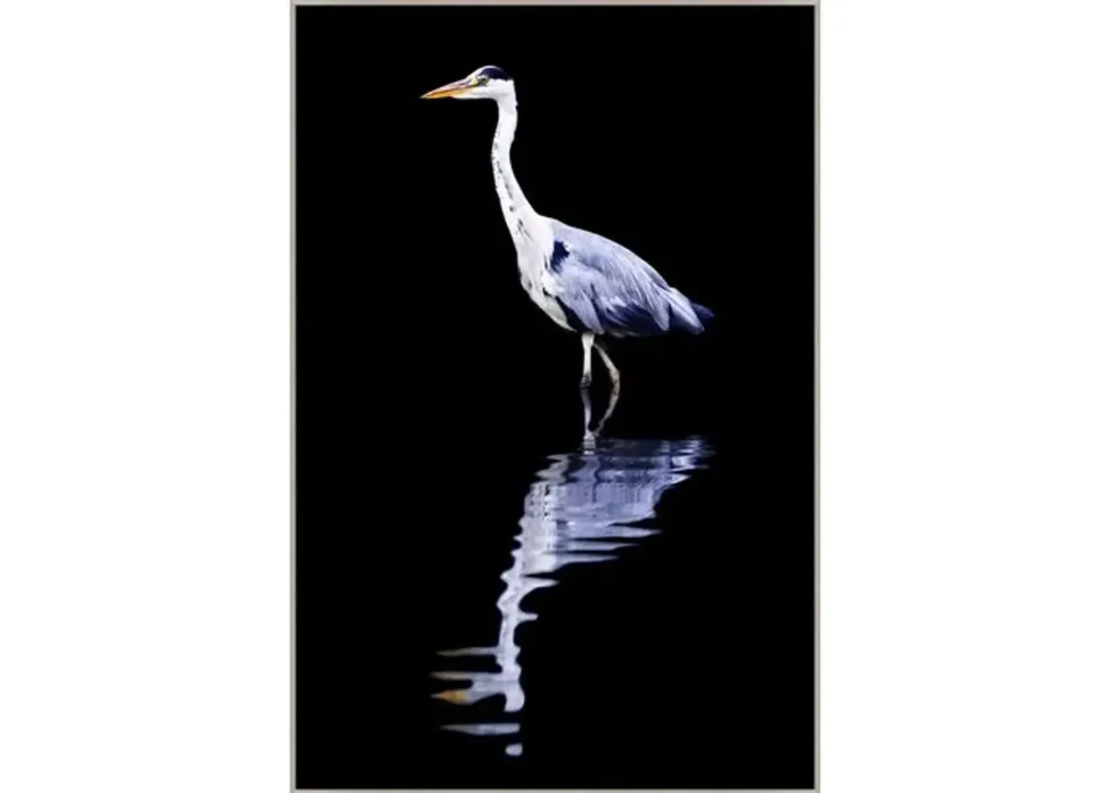 Reflection of the Heron - Black