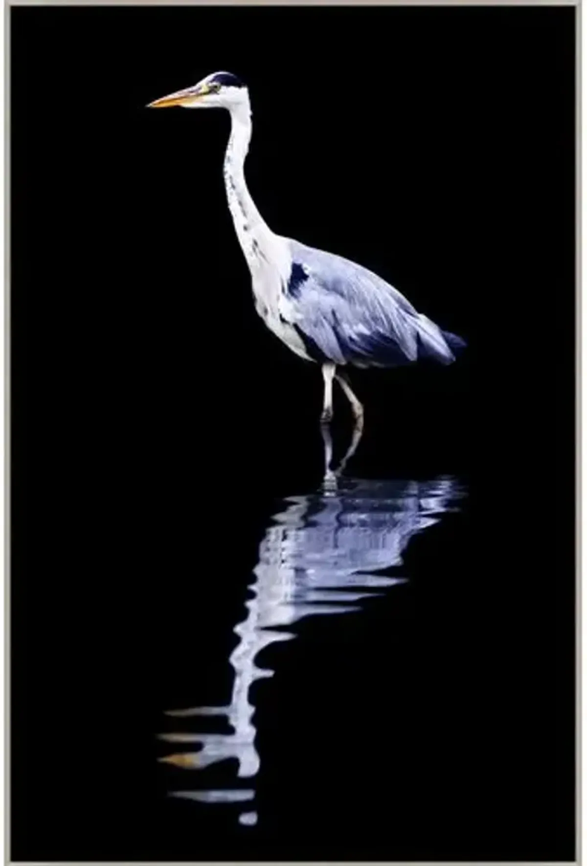 Reflection of the Heron - Black