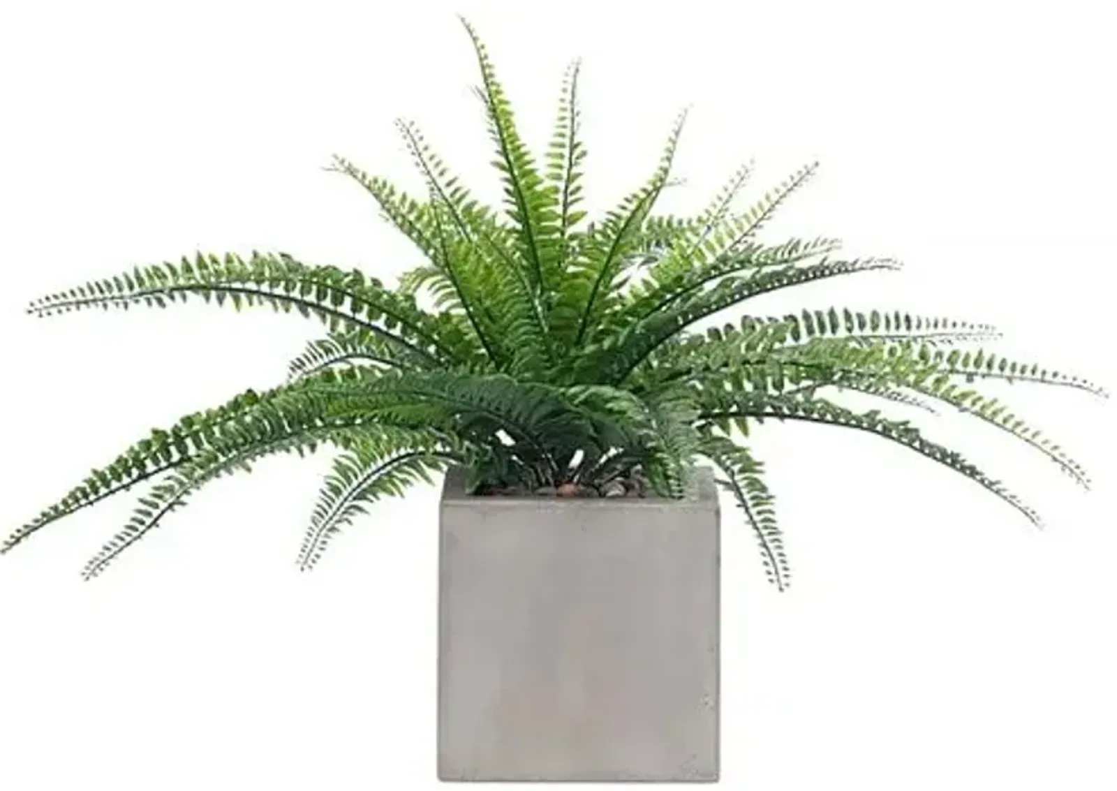 16" Fern Boston in Contrete Cube - Faux - NDI - Green