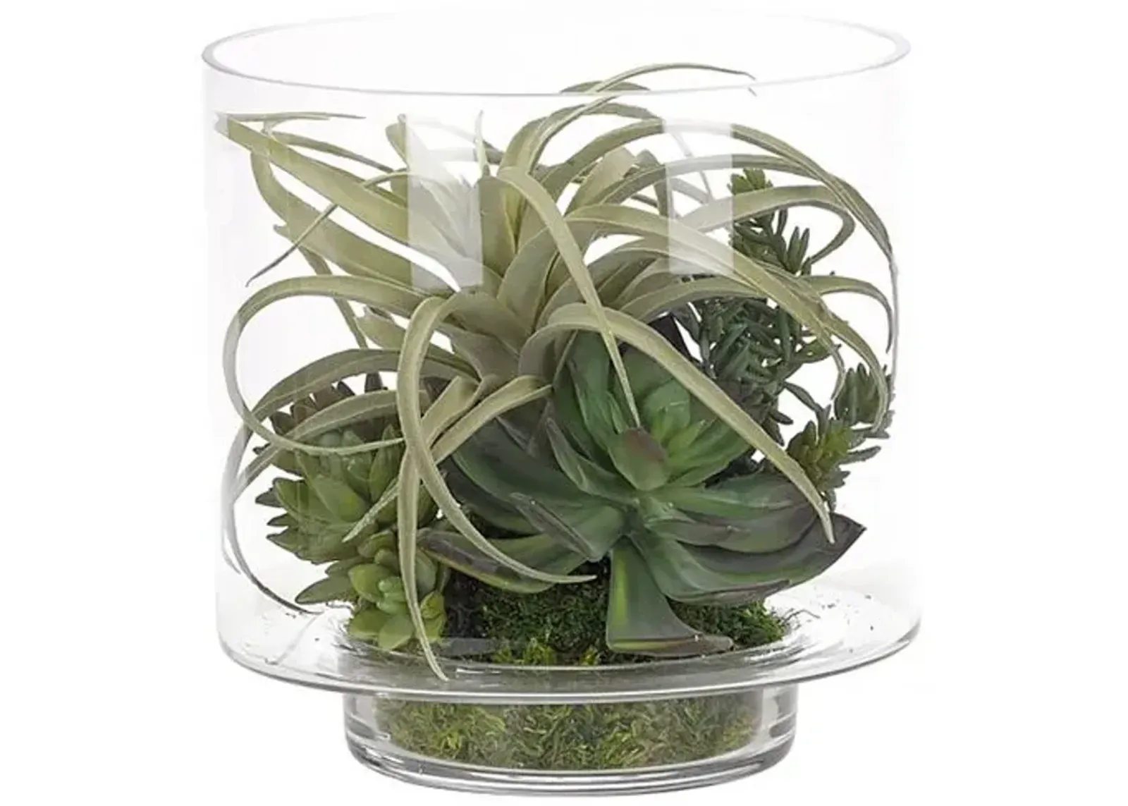 10" Succulents in Glass Cylinder - Faux - NDI - Green